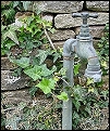 ivy, wall and old garden tap