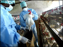 बर्ड फ्लू से बचाव