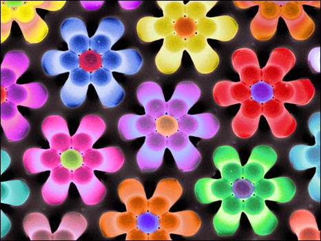 'Flower Power' (foto: Russell Taylor, Briana K. Whitake e Briana L. Carstens, University of North Carolina)
