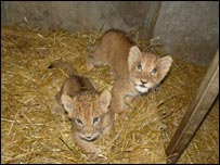 Lion cubs Nala and Jafar