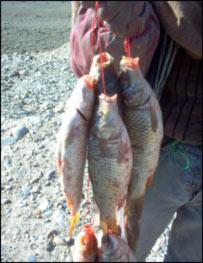 ښکار شوي کبان 