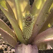 Eucomis comosa 'Sparkling Burgundy'