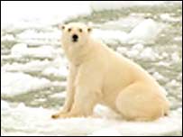 Urso polar