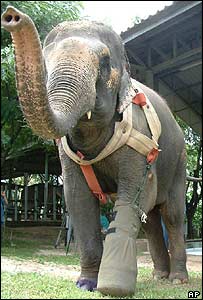 Elefanta tailandesa recebe pata artificial