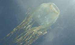 Box jellyfish (Chironex fleckeri)