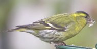 an image of a siskin.