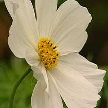 Cosmos 'Purity'