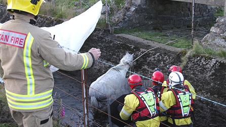 Firemen, using a thick rope manage to drag the horse up and out of the water to freedom.