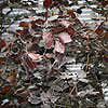 Fagus sylvatica 'Dawyck Purple'