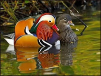 بدګمانه باښه