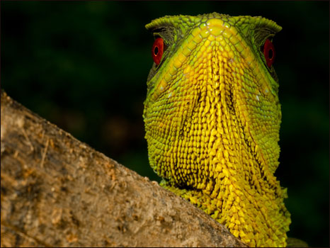 Iguana da espécie Enyalioides oshaughnessyi (Fotos: Paul S. Hamilton / RAEI.org)