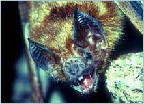 Vampire bat