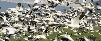 قو مهاجر مرغه