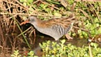 Water rail. Photo: Mike