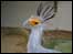 Secretary Bird