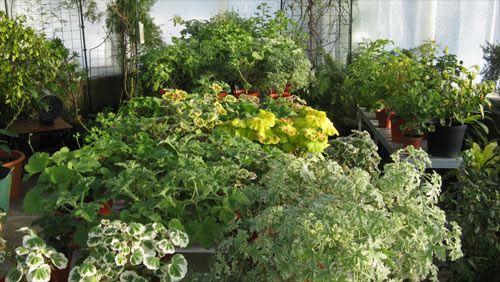 The Beechgrove conservatory full of plants