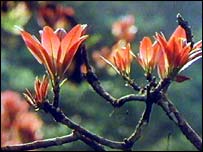 Conhecimento dos povos nativos corre o risco de ser explorado