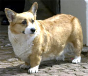 One of the Queen's Corgis