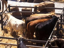 Ailgread o farchnad Smithfield, Llundain