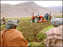 کوکنار او ځمکې