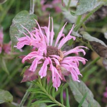 Monarda