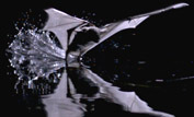 Fishing bat skims the water surface at night. Filmed with an ultra-high speed camera ©BBC NHU