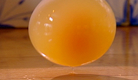 Bouncing a shell-less membrane egg