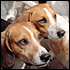 Hounds
