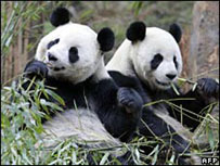 Pandas gigantes