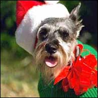 doggies christmas party