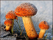 'Frost' by Nick Dawson, fungi