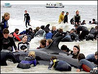 Voluntários ajudam a salvar baleias encalhadas (foto AFP)