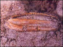 قديمی ترين دانه برنج