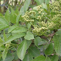 Sambucus nigra