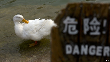 北京一個公園裏的鴨子