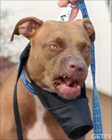 Dog c/o Getty Images