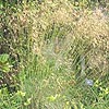 Stipa gigantea