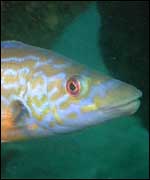 Wrasse