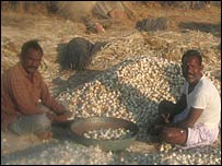 लहसन के ढेर के सामने किसान