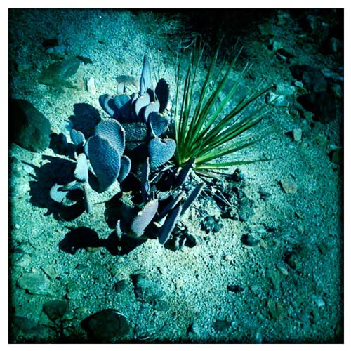 prickly pear cactus and yucca