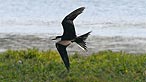 Sooty tern. Photo: Nicola Matthews