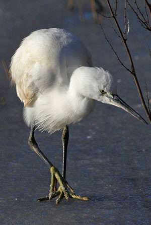 little_egret.jpg