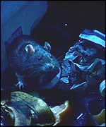 A rat in a rubbish bin