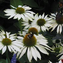 Echinacea