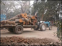 پئڑوں کا کٹائی