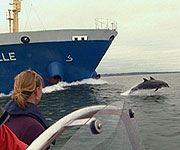 Miranda dolphin-watching