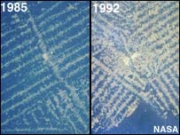Foto satelit bisa cepat melacak deforestasi di Amazon