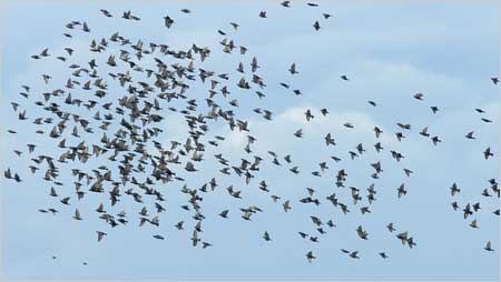 Starlings c/o Jaybee and North East Wildlife