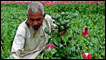 Poppy farmer in Afghanistan