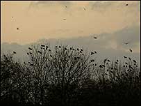 Rooks in flight